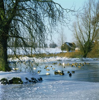 Duck Pond in Winter near Finchingfield, Essex by Unbekannt Unbekannt